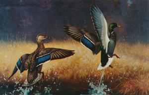 Ducks at Take Off - Birds - Artist: Lynn Bogue Hunt