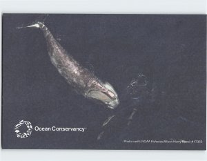 Postcard North Atalntic Right Whale, Ocean Conservancy