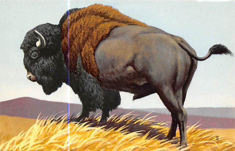 Bison Painted by Don R Eckleberry Buffalo Unused 