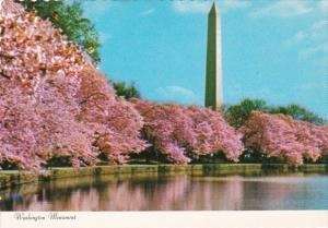 Washington D C The Washington Monument and Cherry Blossoms