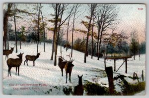 Des Moines Iowa Elk at Greenwood Park 1910 Postcard A26