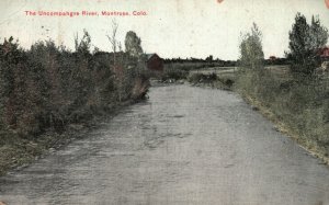 Vintage Postcard 1910's Ucompahgre River Montrose Colorado CO Great Western Post