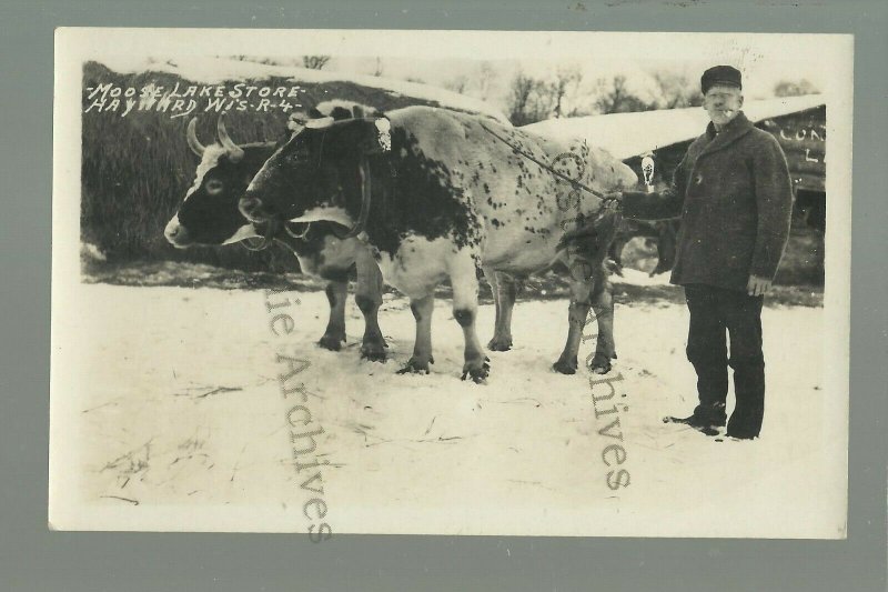 Hayward WISCONSIN RPPC c1920s COW TEAM Logging Camp MOOSE LAKE STORE Logs