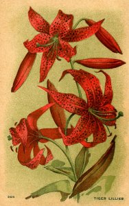 Tiger Lillies