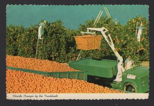 Florida Oranges by the Truckloads Loaded by Modern Methods pm1978~ Cont'l