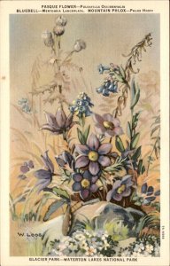 Glacier Park Montana Pasque Bluebells Phlox Waterton Lake Vintage Postcard