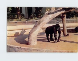 Postcard Gorilla in San Francisco Zoo San Francisco California USA