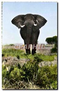 Postcard Modern Elephant ready to charge African Wildlife