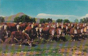 Nebraska Whiteface Cattle