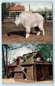 NEW YORK CITY, NY New York~ROCKY MOUNTAIN GOATS on Log House c1910s    Postcard