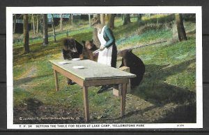 Wyoming, Yellowstone - Setting The Table For Bears - [WY-081]