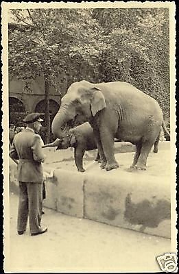 Elephants in Zoo, Zoological Garden (1930s) RPPC