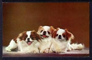 Japanese Spaniels