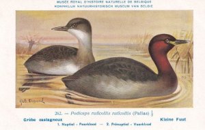 Little Grebe Podiceps Ruficollis WW2 Bird Rare Postcard