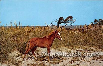 Wild Outter Banks Pony Ocracoke Island, North Carolina Unused 