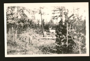 Canada Deer in Forest Prince George BC Black & WhiteReal Photo Postcard Unposted