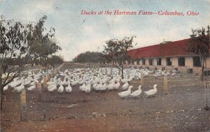 Ducks, Hartman Farm Columbus, Ohio OH Postcard