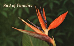 Vintage Postcard Bird Of Paradise Strangest Hawaiian Flower Feathered HI