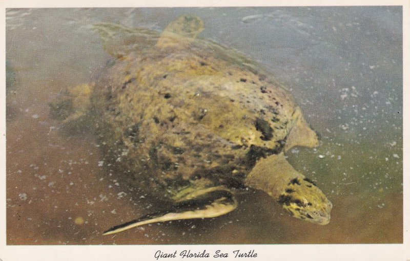 Giant Florida Sea Turtle Real Photo Postcard