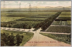 Scene at Experimental Farm Brandon Manitoba 1908 Postcard H81