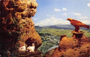 Golden Eagle and Young Golden Eagle and Young   - Misc, Minnesota MN Postcard