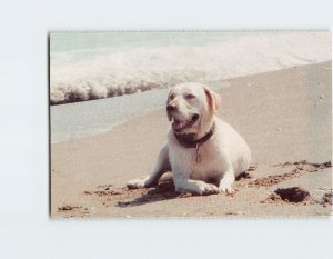 Postcard Charlie The North Shore Animal League Port Washington New York USA