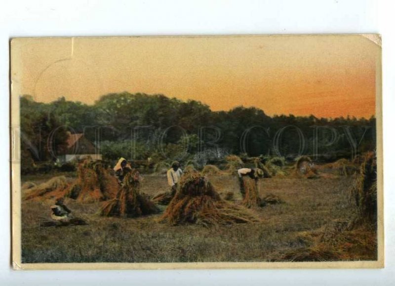 241263 GERMANY village haymaking photo 1908 year RPPC