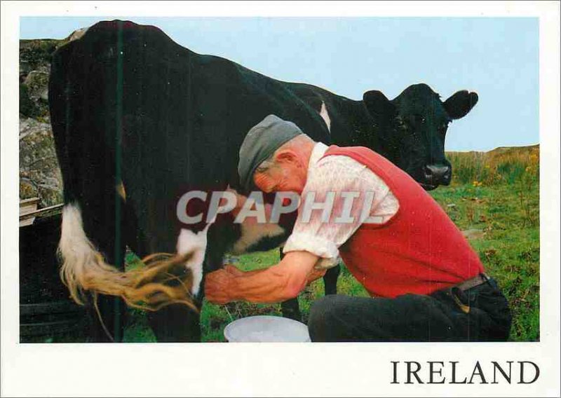 Postcard Modern Ireland Milking Time near Slieve League Co Donegal Cow