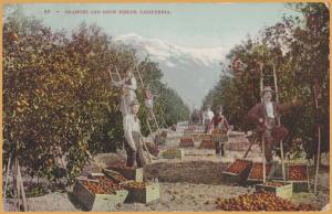 Oranges and Snow fields, California - 1907