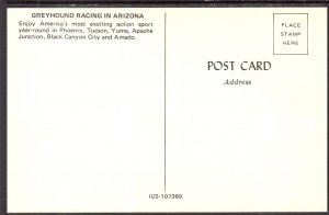 Greyhound Racing in Arizona