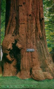 c. 1920 Big Tree Jumbo Redwood Santa Cruz, CA. Postcard F91 