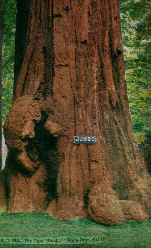 c. 1920 Big Tree Jumbo Redwood Santa Cruz, CA. Postcard F91