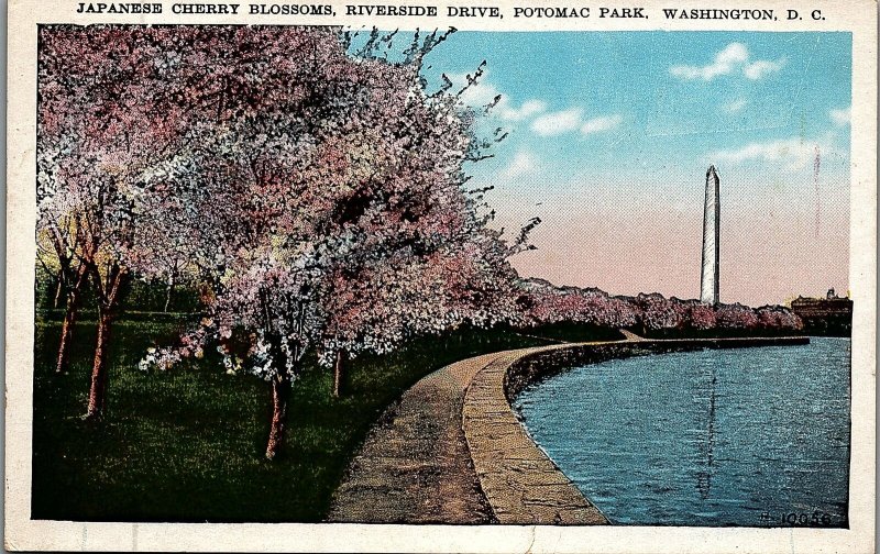 c1930 WASHINGTON D.C. JAPANESE CHERRY BLOSSOMS RIVERSIDE DRIVE POSTCARD 26-162 