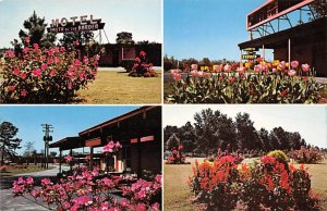 Pedro's Landscaped grounds and gardens South Carolina, USA 1965 