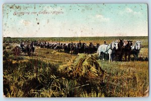 Calgary Alberta Canada Postcard Harvesting Scene c1910 Posted Antique