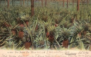 Pineapples Plantation Farm Florida FL Rotograph Posted Vintage Postcard 1906