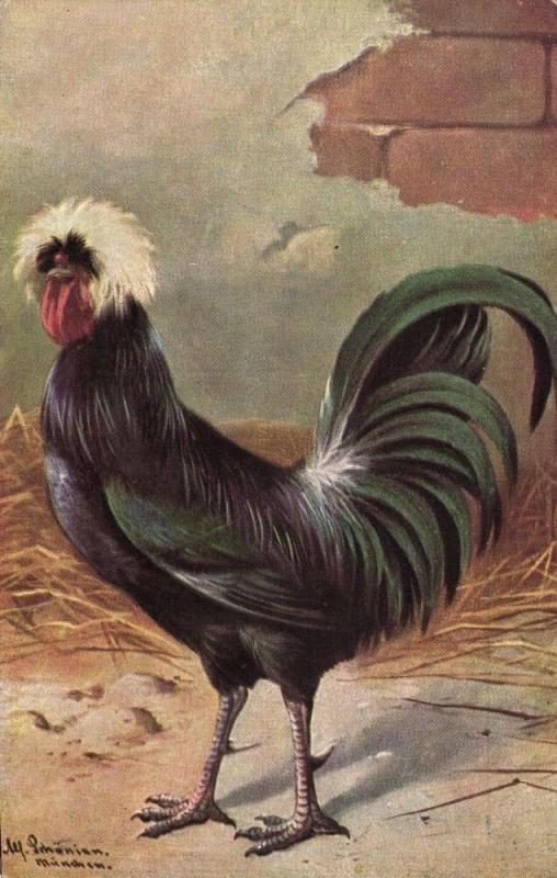 Chicken Hen Rooster, Bird Poultry Postcard (1912) Artist Signed (2)