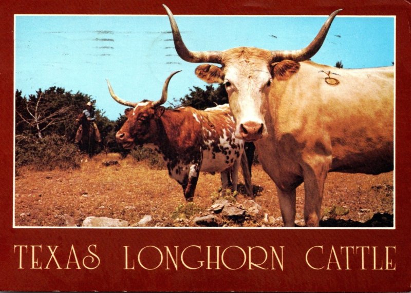 Cows Teaxs Longhorn Cattle 1987