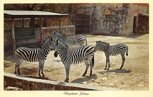 Chapman Zebras Zebra Unused 