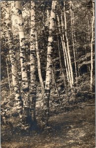 RPPC Lake Dunmore VT Birches Path through Woods Vintage Postcard W07