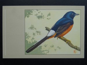 Bird Theme SHAMA THRUSH c1950s Postcard by P. Sluis Series 4 No.37