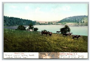 Vintage 1900's Postcard Cows on Allen's Lake Richfield Springs New York