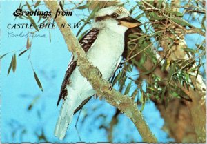 postcard Australia, NSW - Greetings from Castle Hill - Kookaburra