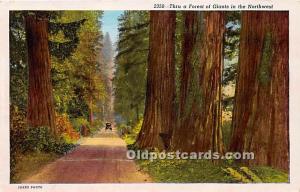 Thru a Forest of Giants in the Northwest Logging, Timber Unused 