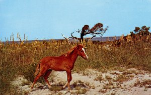 NC - Ocracoke Island. Wild, Outer Banks Pony