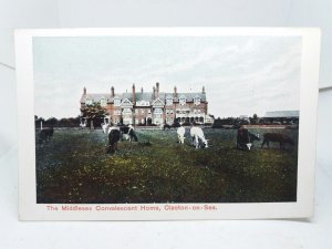 Cows grazing at The Middlesex Convalescent Home Clacton on Sea Vtg Postcard 1912