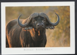 Animals Postcard - Buffalo, South Africa - African Wildlife     RR3961