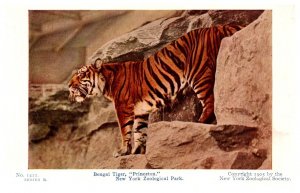 Bengal Tiger , princeton