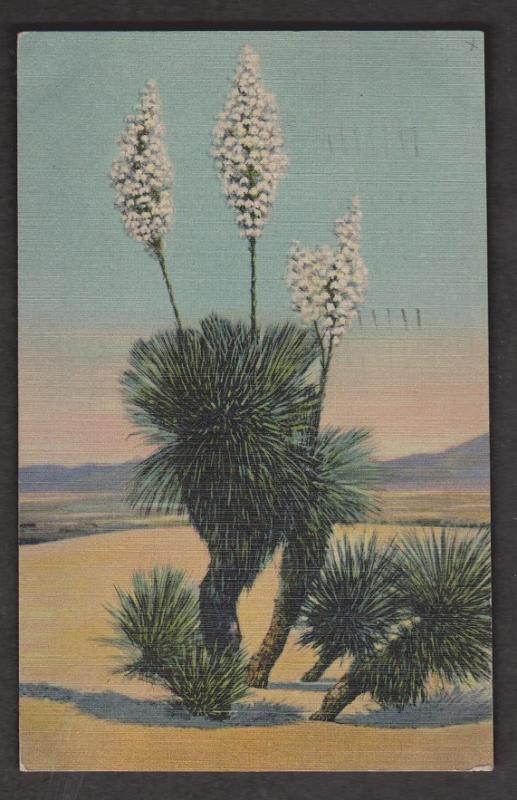 Desert Yucca Plant Found In New Mexico - Used 1948