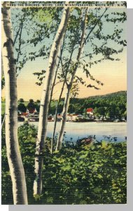 Birches, Wiers, Lake Winnipesaukee Postcard,New Hampshire/NH